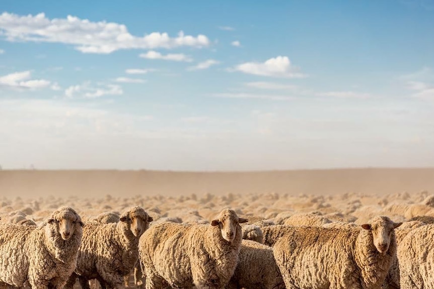 在南澳奧若羅（Orroroo）附近，這群在飛揚的塵土中生存的綿羊不介意把這一情景收進相機里。