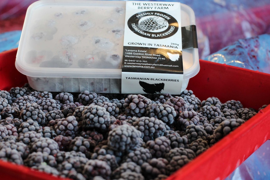A container of frozen blackberries sitting atop a crate of blackberries.