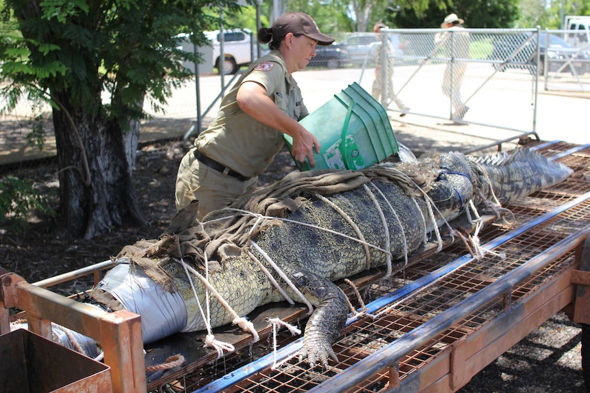 a woman pours a bucket of water on a crocodile tied to a trailer.