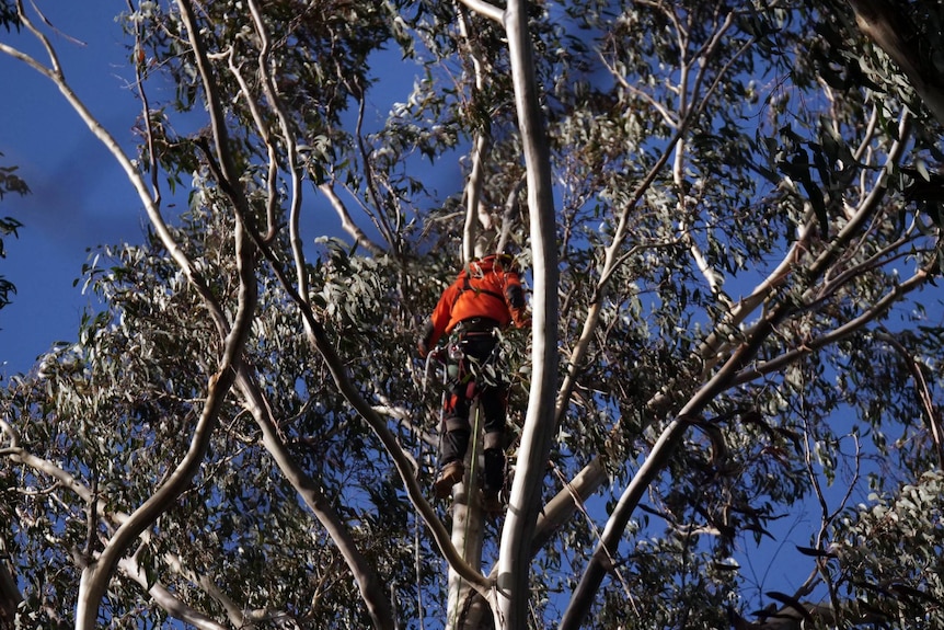 A man is pictured working high up in a tree.
