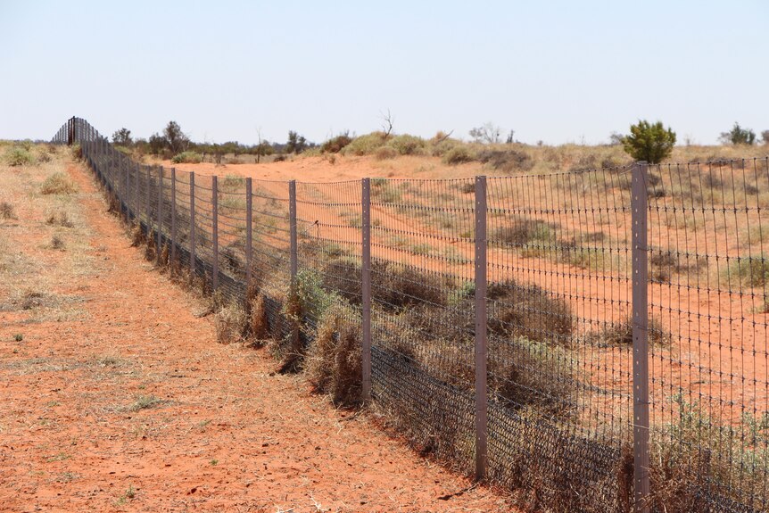 New NSW dog fence