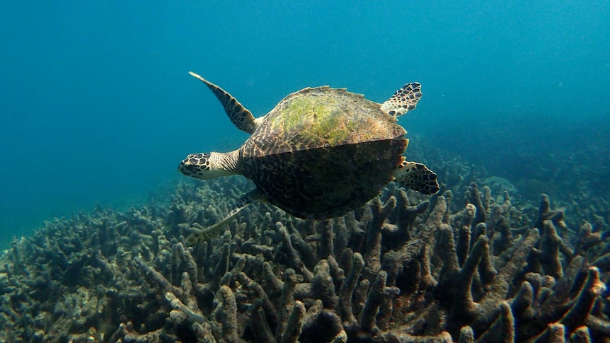 Turtle with its flippers out swimming over coral