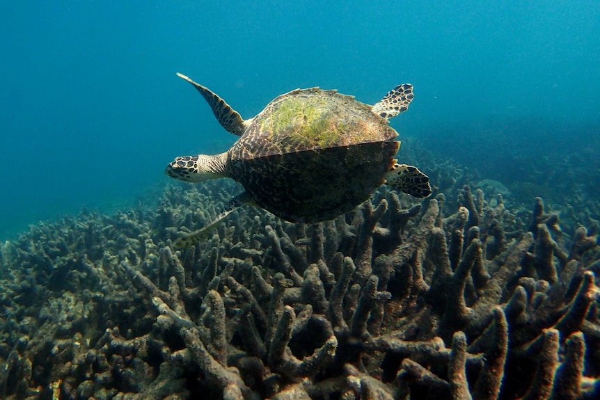Turtle with its flippers out swimming over coral