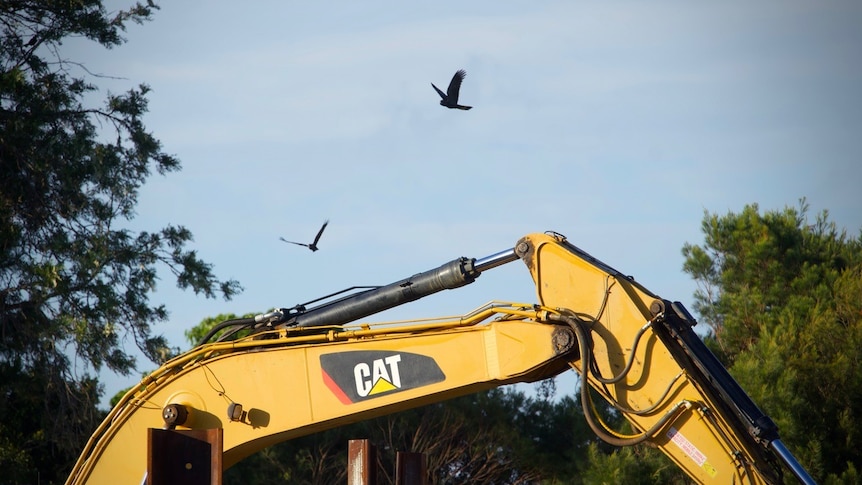 Two cockatoos fly over a crane