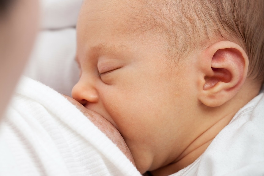 A baby suckles from its mother