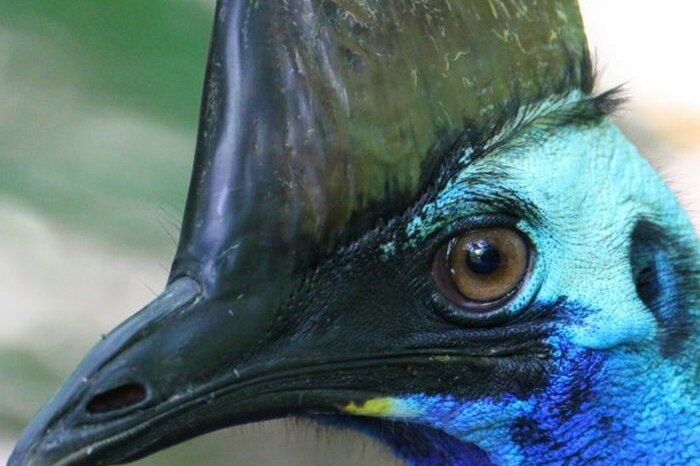 Close up  of a the head of  a cassowary