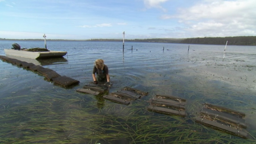 An oyster grower turns floating bags.