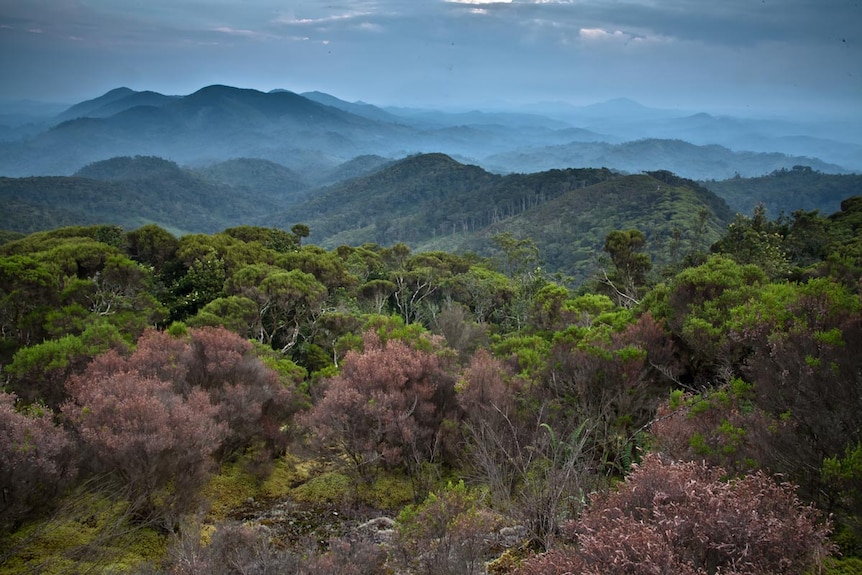 Congo forest