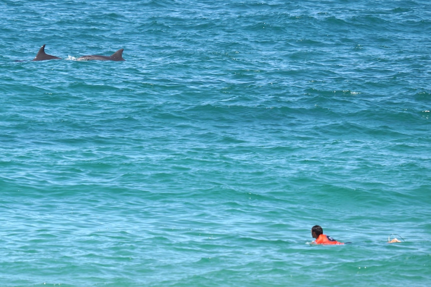 A man on a surfboard in the ocean looks toward two dolphins swimming nearby.