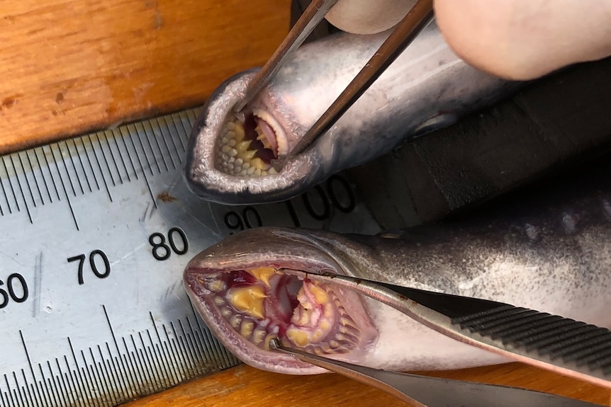the teeth and mouth of lamprey held open with tweezers.