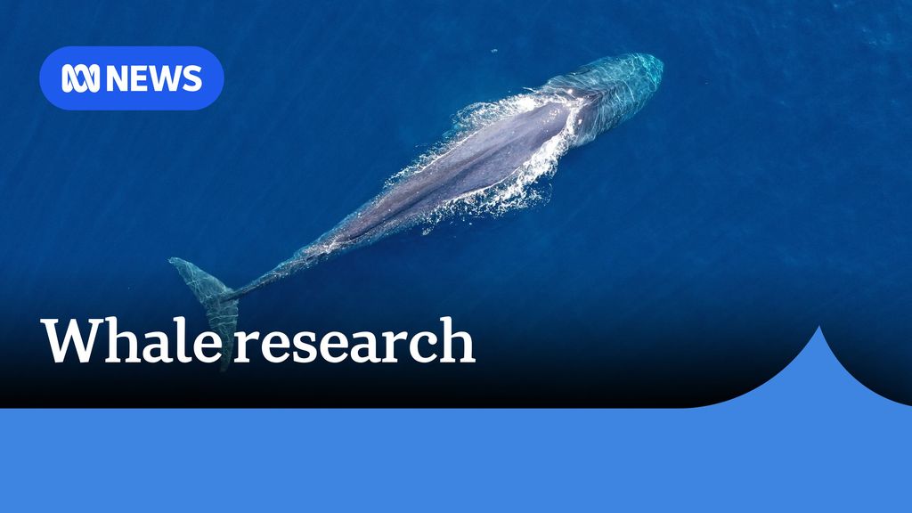 Pygmy blue whales tagged to monitor migration - ABC News