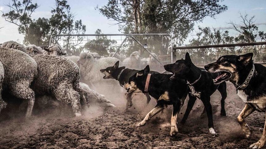 Sheep dogs chasing sheep into a pen, with open mouths.