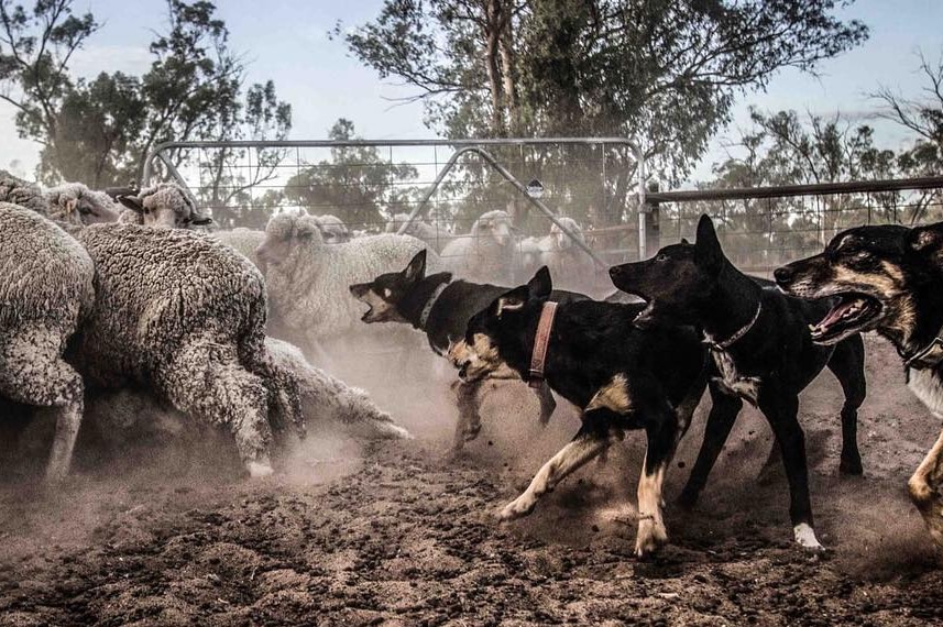 Sheep dogs chasing sheep into a pen, with open mouths.