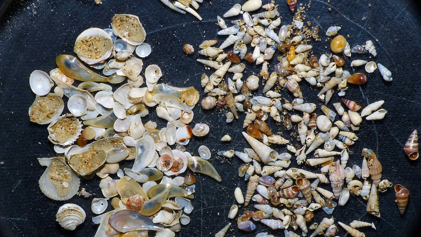 Shells from dredging near Port Arthur