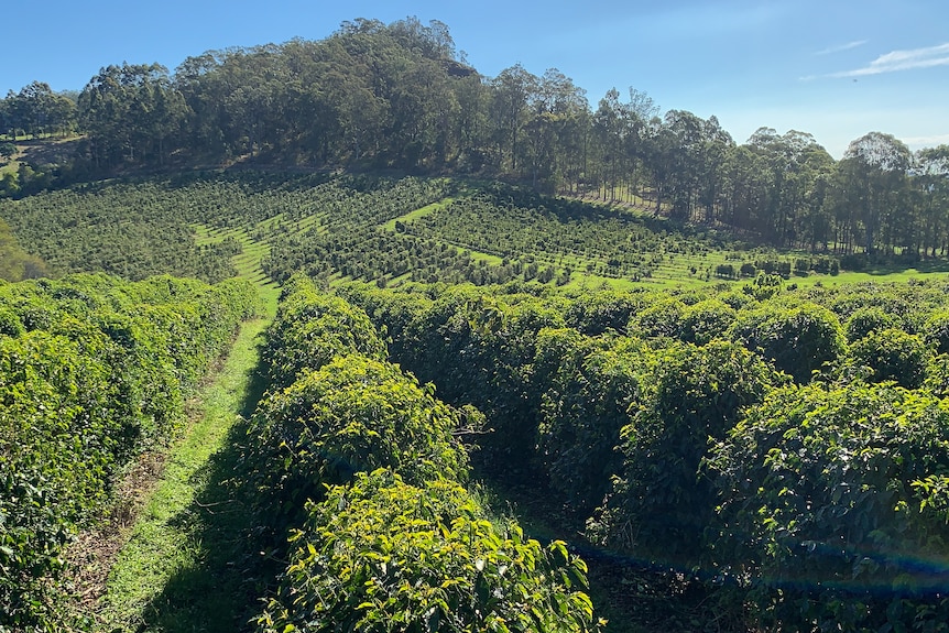 The view of the coffee plantation from a harvester.