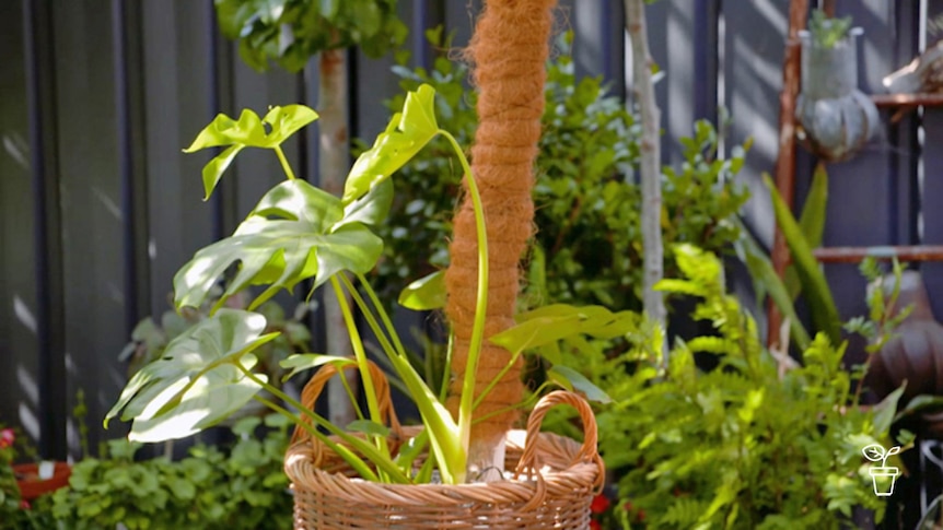 Plant in woven basket sitting in garden