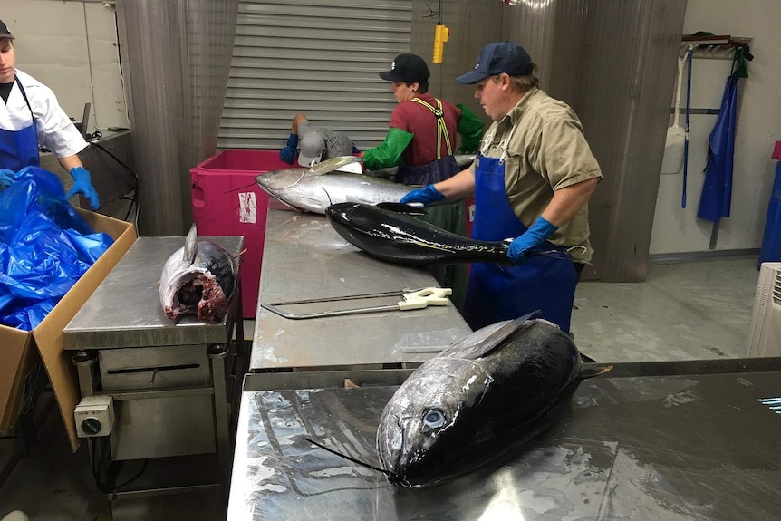 Men hold tunas in a warehouse in Mooloolaba