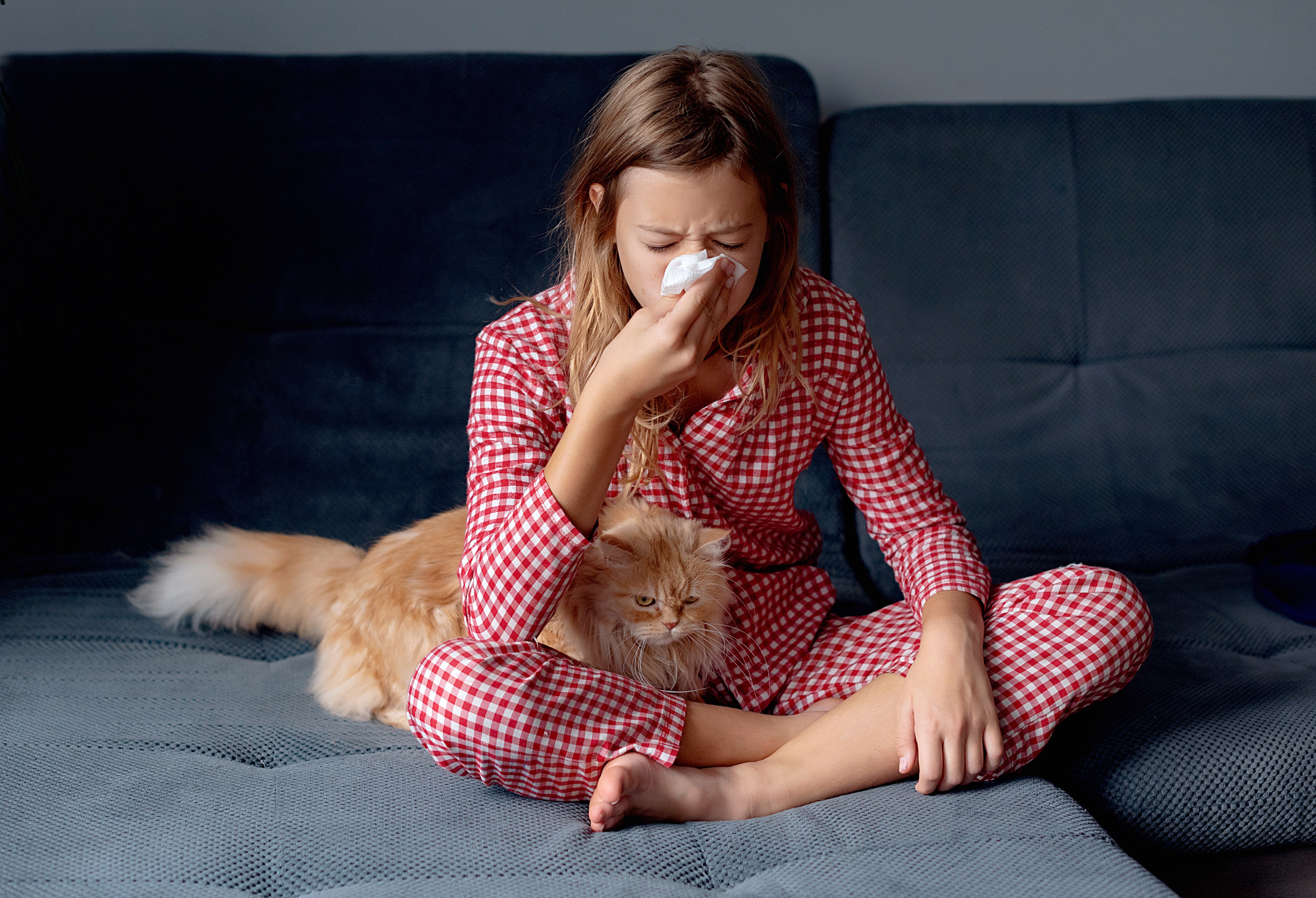 Girl in pajamas on coach, blowing her nose with a long-haired cat on her lap
