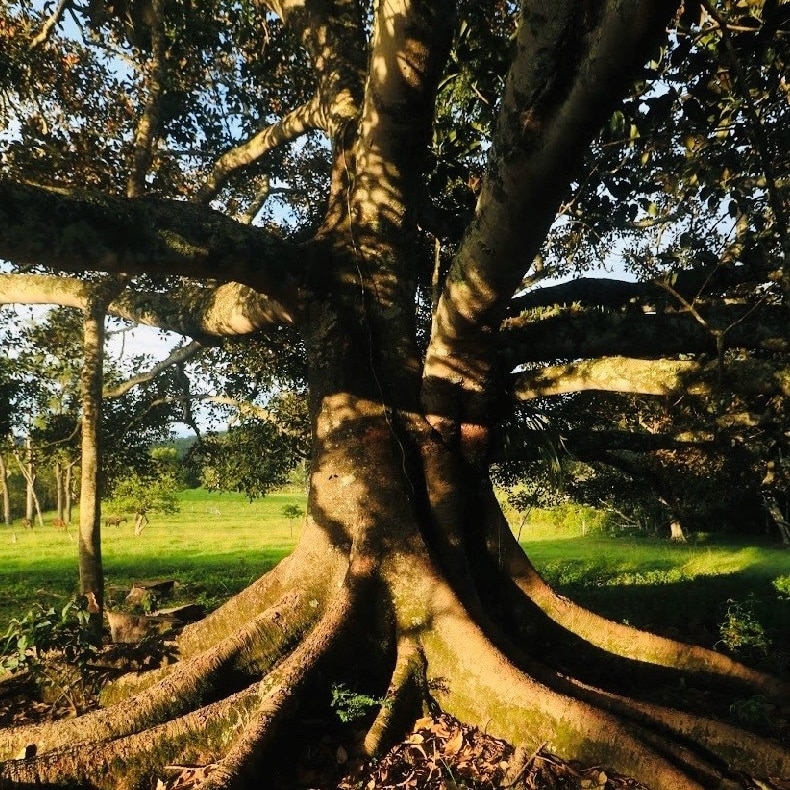 A large fig tree on the edge of a field, dappled in morning light.
