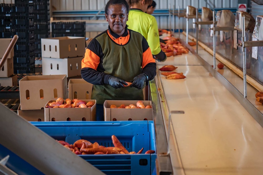 A woman stands looking to camera at a sweet potato packing conveyor belt.