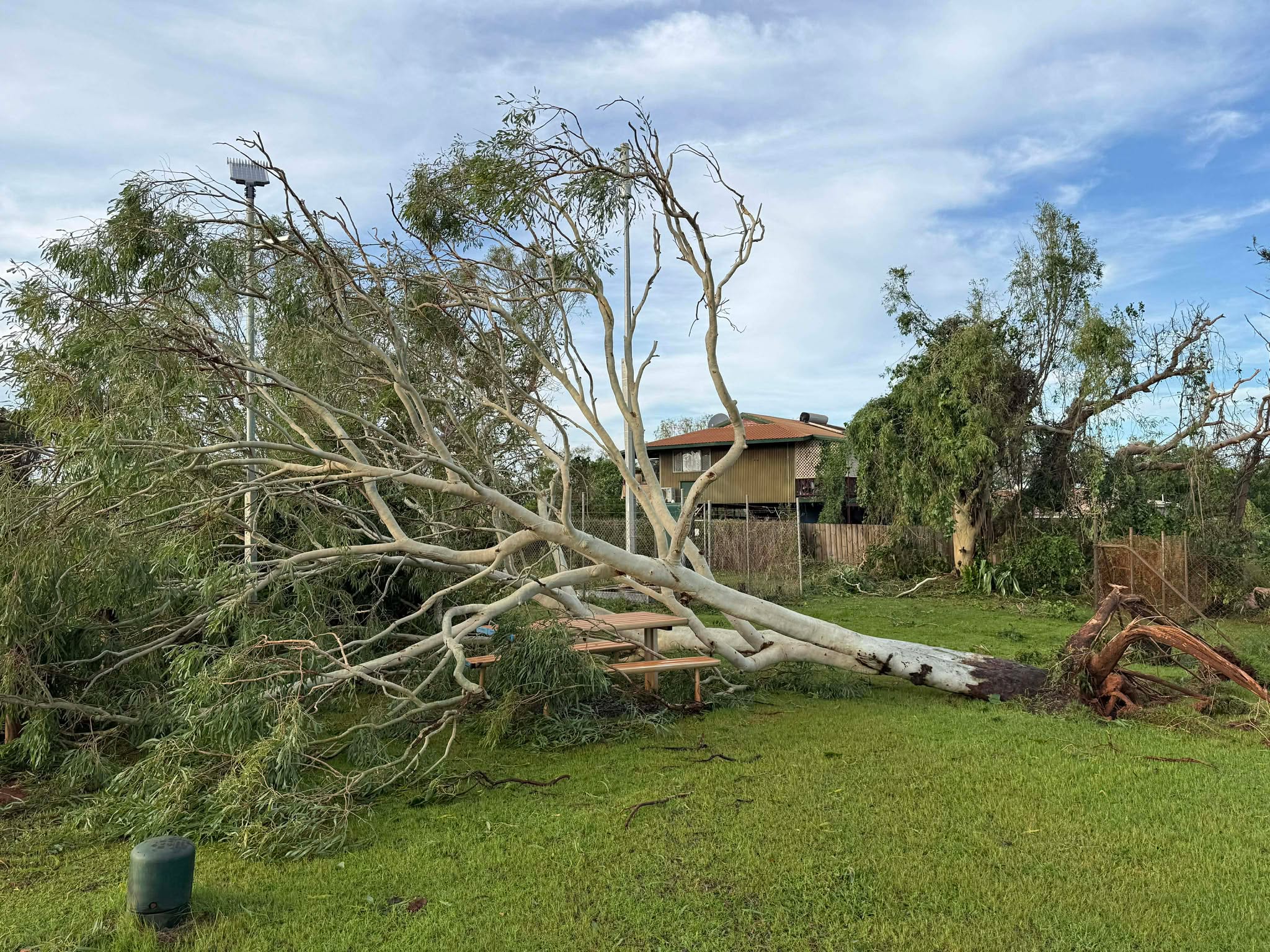Uma grande árvore que caiu perto de uma casa.