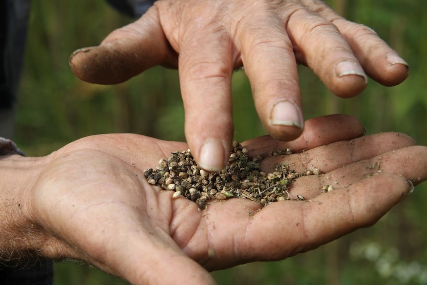 Glen inspecting hemp seeds