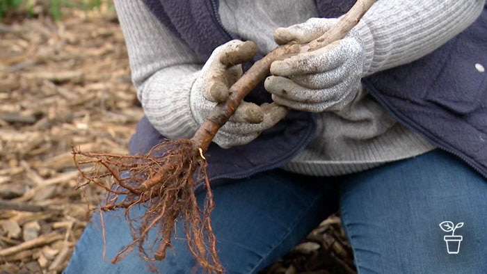 Person holding plant with roots exposed and finger indicating point on stem