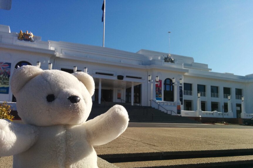Teddy's Canberra adventure