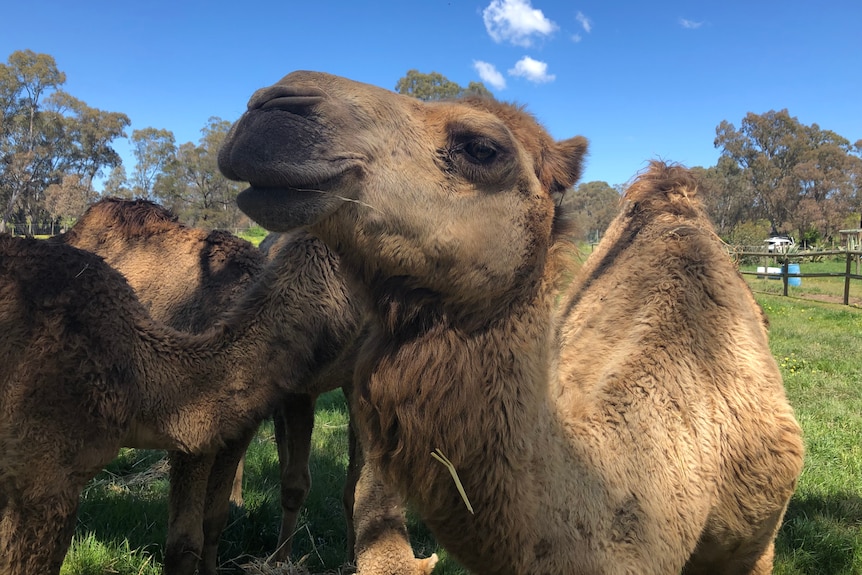 A close up of the a camels side profile as he looks to the distance to the left of the photo.