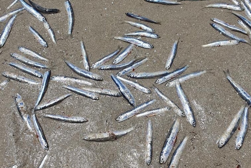 Close up anchovies at Semaphore