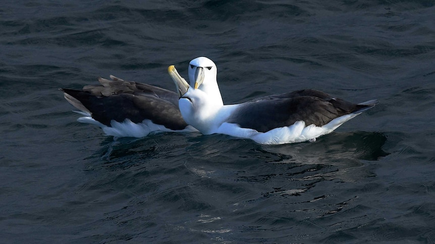 Two large birds with white heads and dark feathers preening themselves in the water
