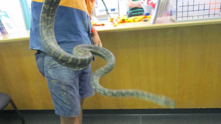 A python seized by police after it was discovered in the wreckage of a car.