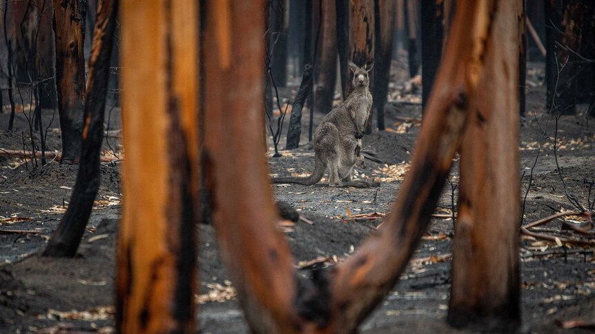 A kangaroo looks at the camera through a landscape of burnt out trees