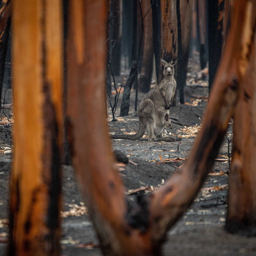 A kangaroo looks at the camera through a landscape of burnt out trees