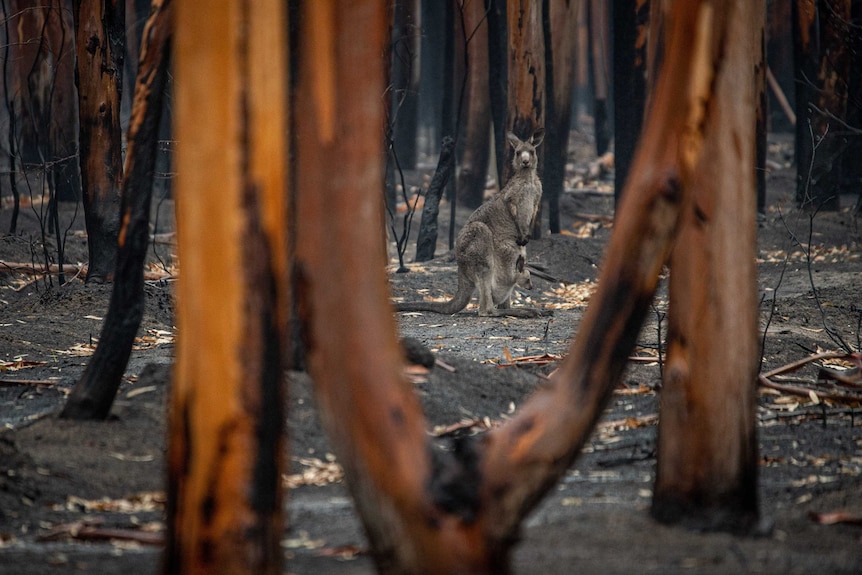 A kangaroo looks at the camera through a landscape of burnt out trees