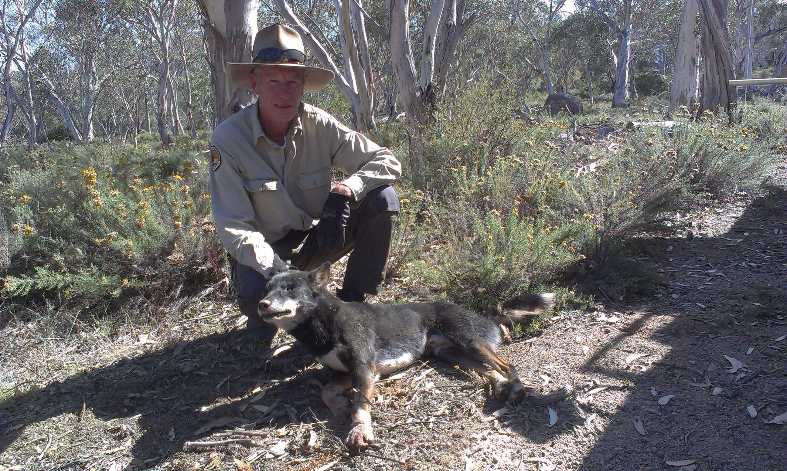 Trappers kill wild dog responsible for mauling hundreds of sheep - ABC News