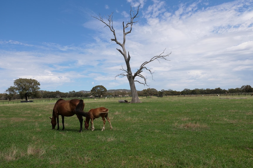 two horses eating grass, they are standing in a paddock 
