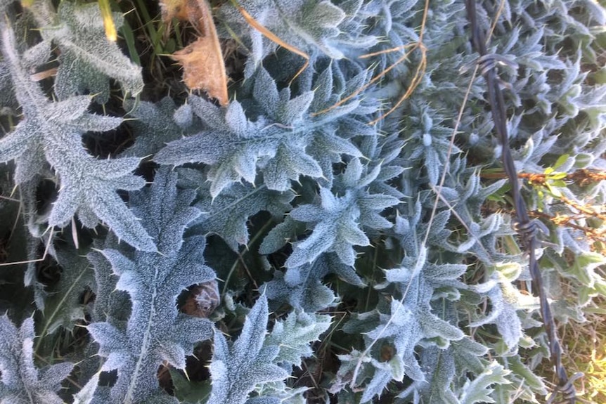 A plant covered in frost in Sextonville, NSW