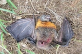 Bat slaughtered
