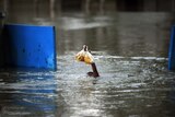 A Pakistani boy tries to keep his food dry while swimming in floodwaters