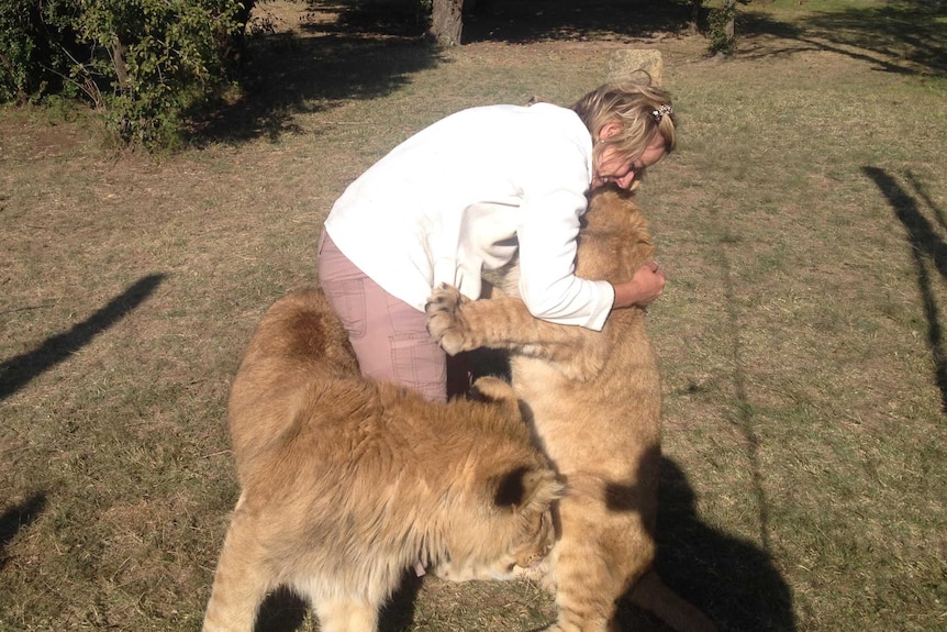 Canned lions hugging