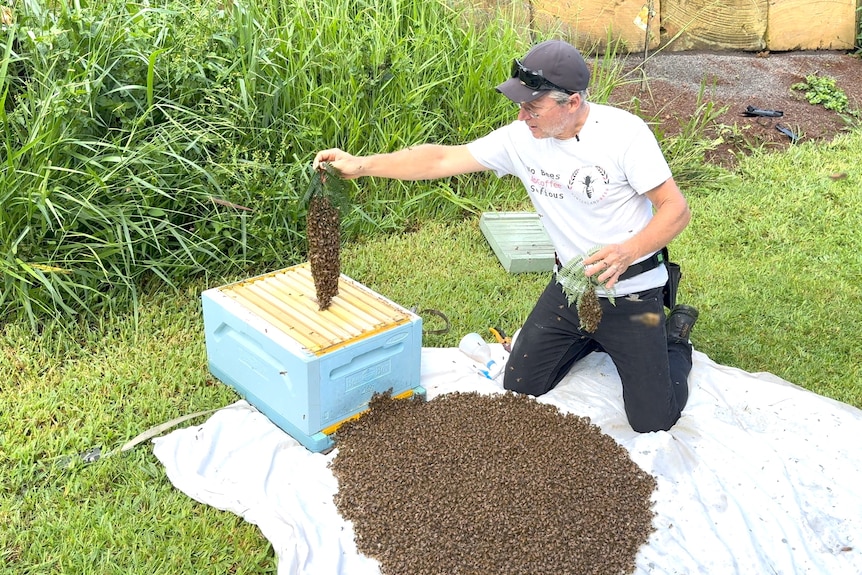 A barehand man kneels on a mat dropping bees into an open hive with a big mass of bees on the ground.