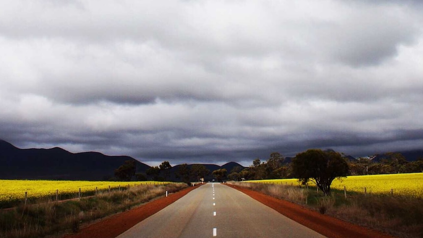 Bright yellow canola crops on either side of a road