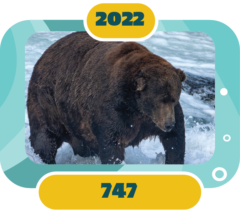 Fat Bear Week 2023: Who will win? - ABC listen