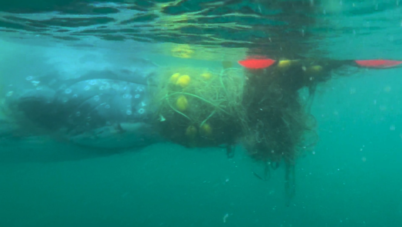 Two Whales Freed After Becoming Entangled On Gold Coast And Sunshine ...