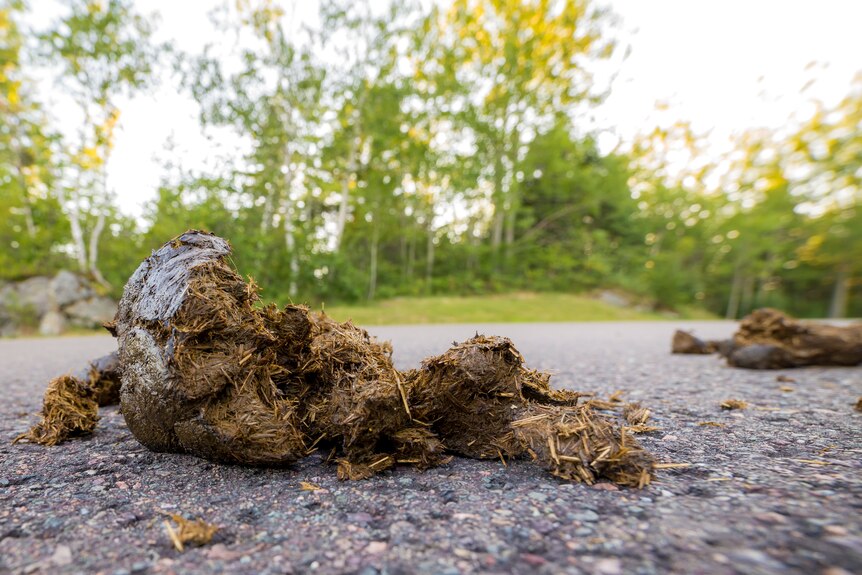 Close up of small pile of browny-green horse manure on a road, with green trees blurred in the background.