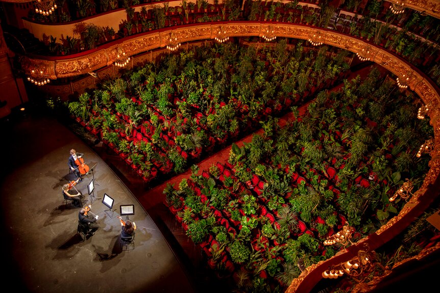 A quartet performs to thousands of plants in a theatre.