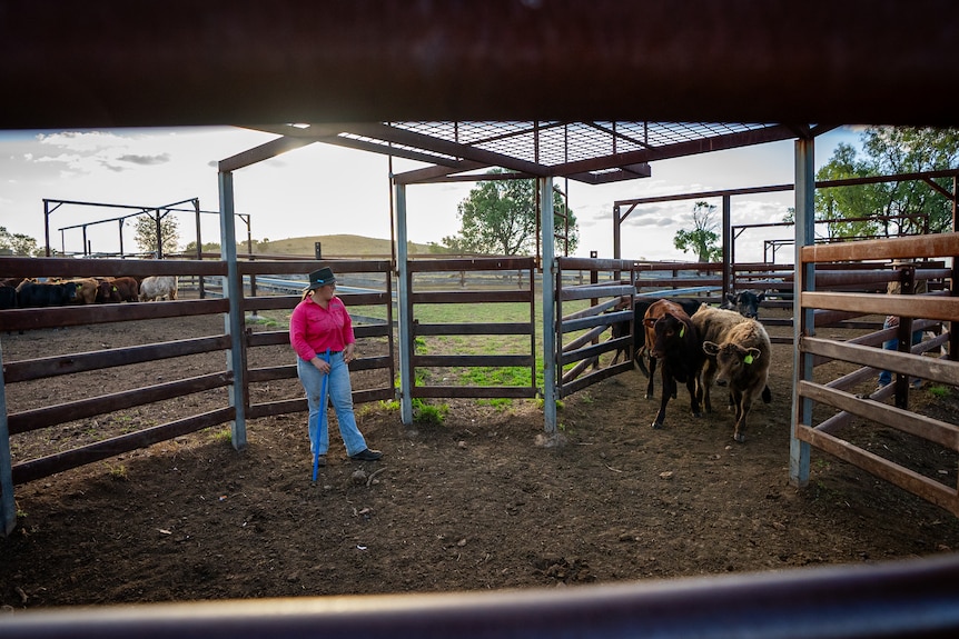 A woman stands in the cattle yards watching as the cattle come into the gate