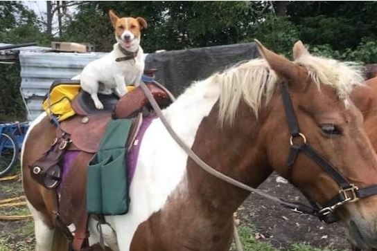 Lucky the dog sitting on the saddle of a horse.