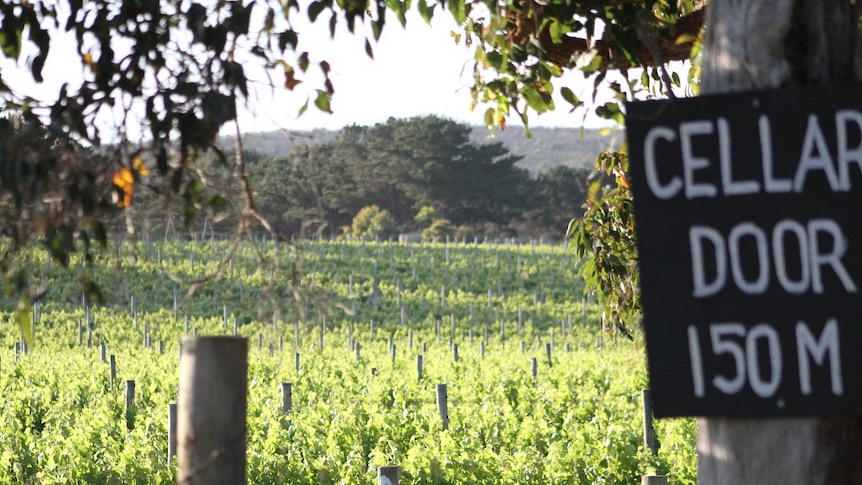 Vines in the Margaret River region